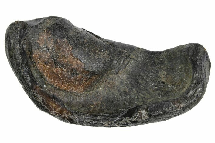 Large Fossil Whale Ear Bone - South Carolina #352643